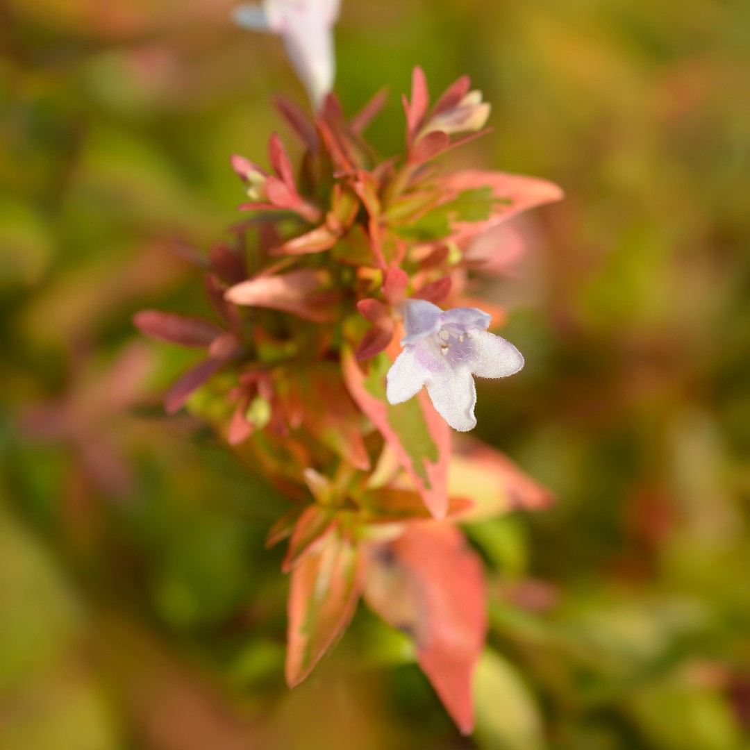 Kaleidoscope glossy abelia (Abelia × grandiflora 'Kaleidoscope') Flower