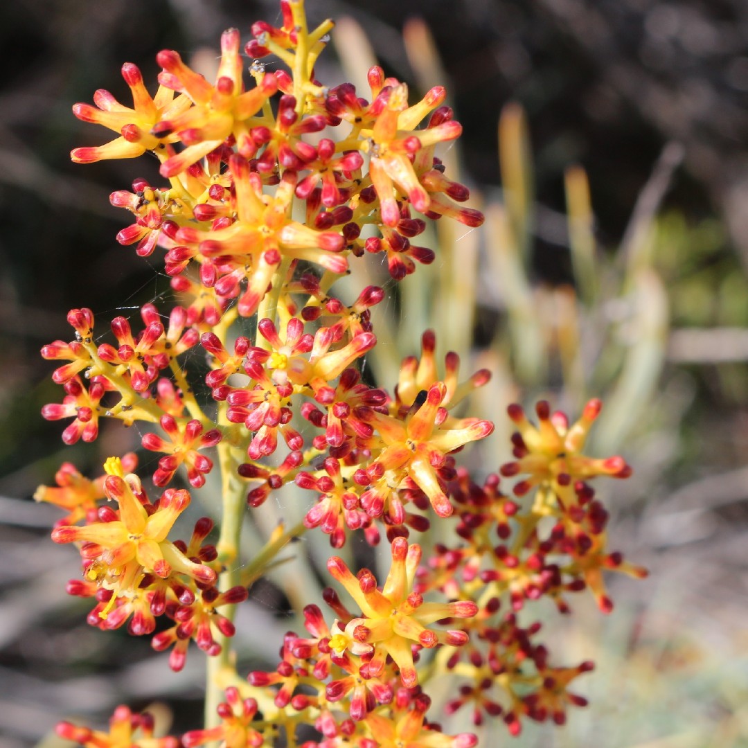 Stirlingia latifolia - PictureThis