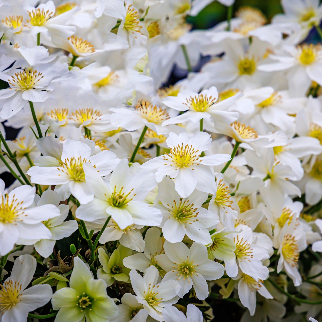 クレマチス・カートマニー (Clematis cartmanii) - PictureThis