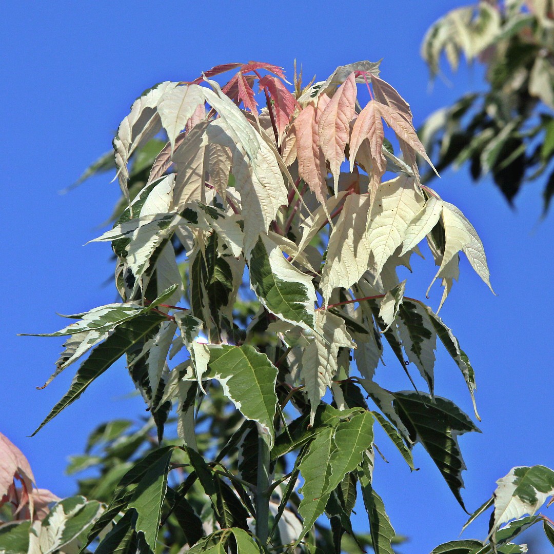 ネグンドカエデ 'Flamingo'の育て方・栽培方法