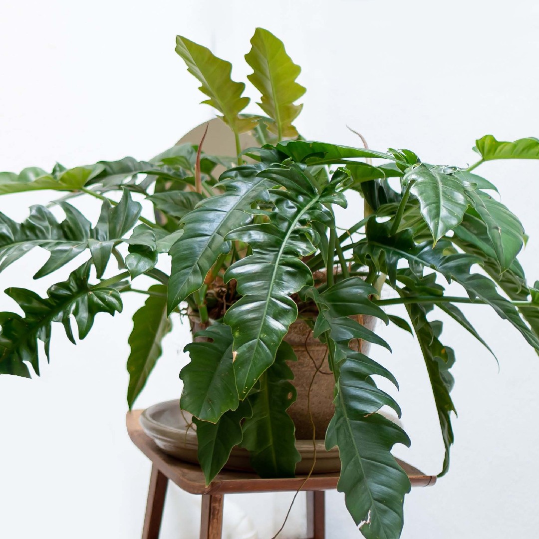 domesticum philodendron Philodendron Domesticum Marble Variegated (wk17-M) – Rare Plant Fairy main image 0