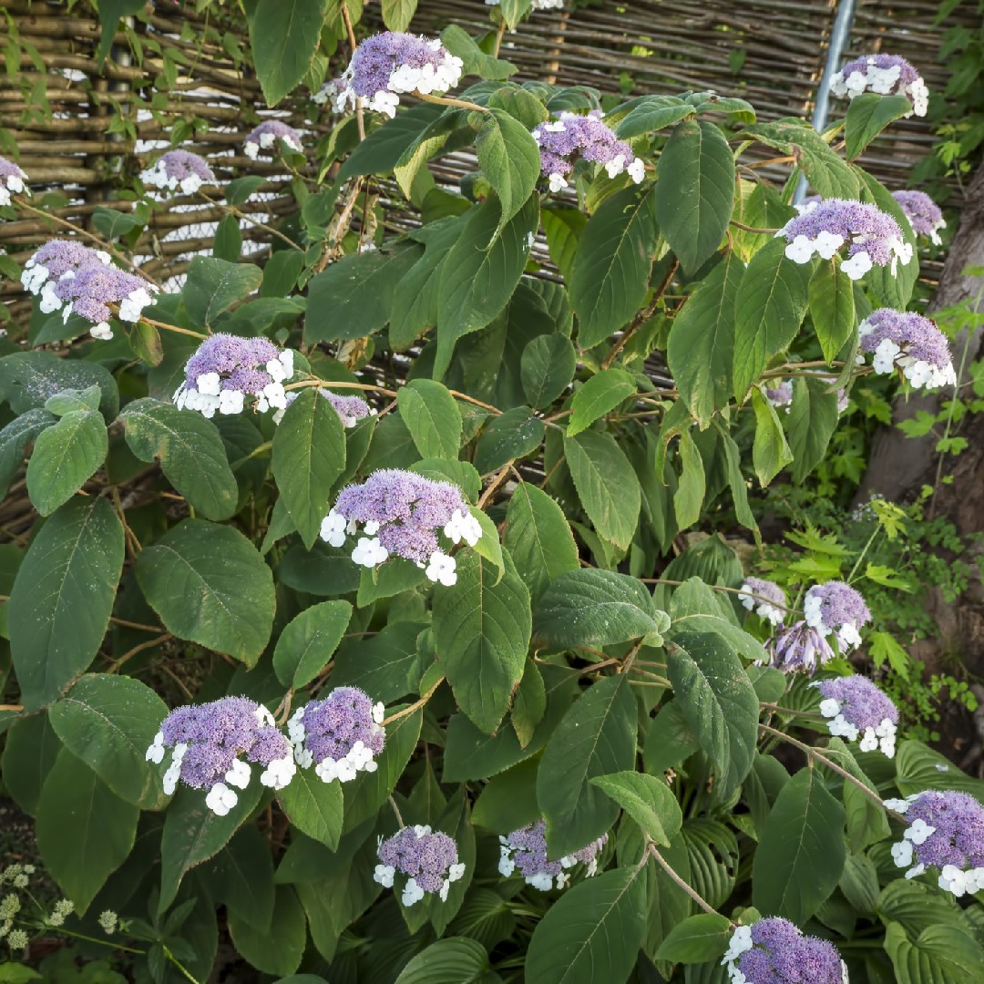 ハイドランゲア・サーゲンチアナ (Hydrangea sargentiana) - PictureThis