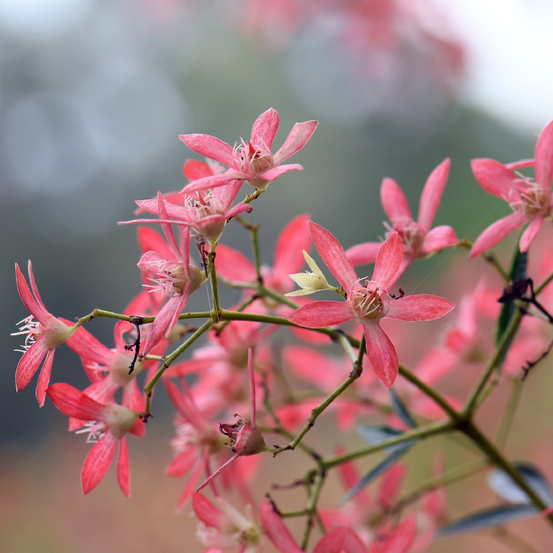 Ceratopetalum Care (Watering, Fertilize, Pruning, Propagation