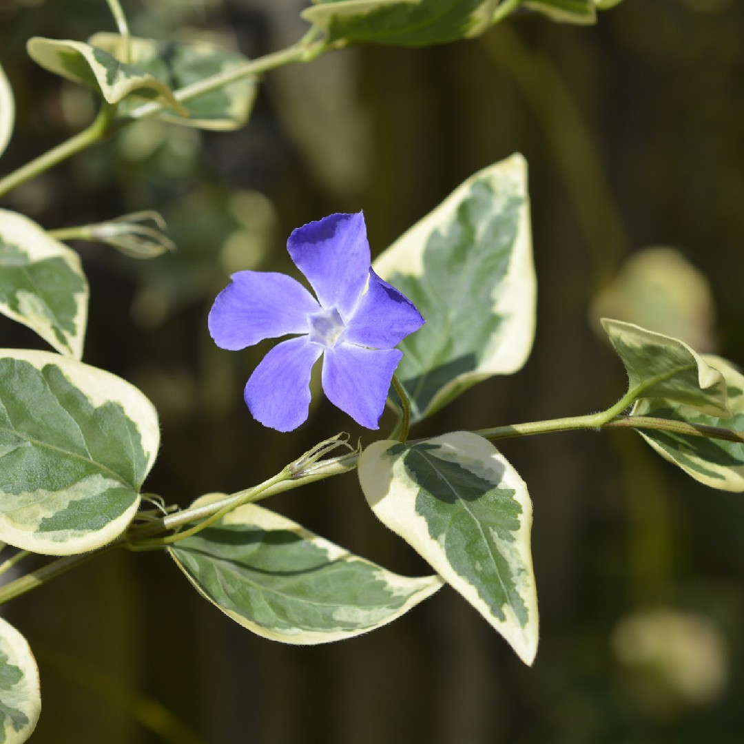 Vinca minor 'Argenteovariegata' PictureThis