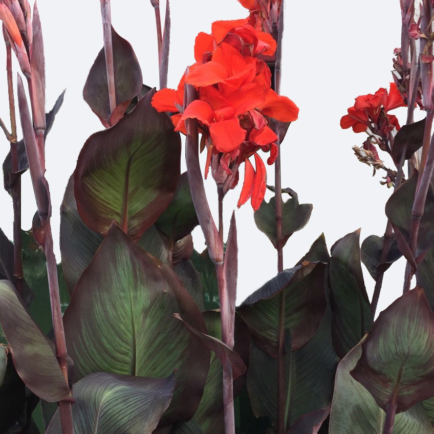 aglaonema plants 4” Aglaonema 'Jouli' main image 1
