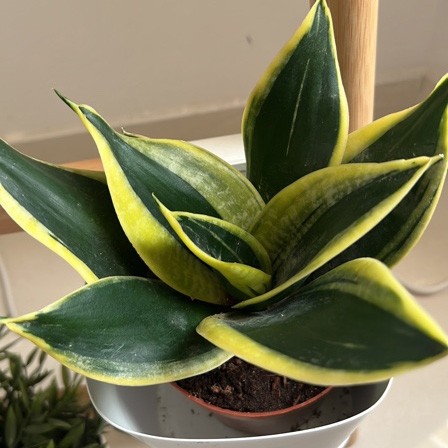 How to Grow and Care for Bird's nest snake plant