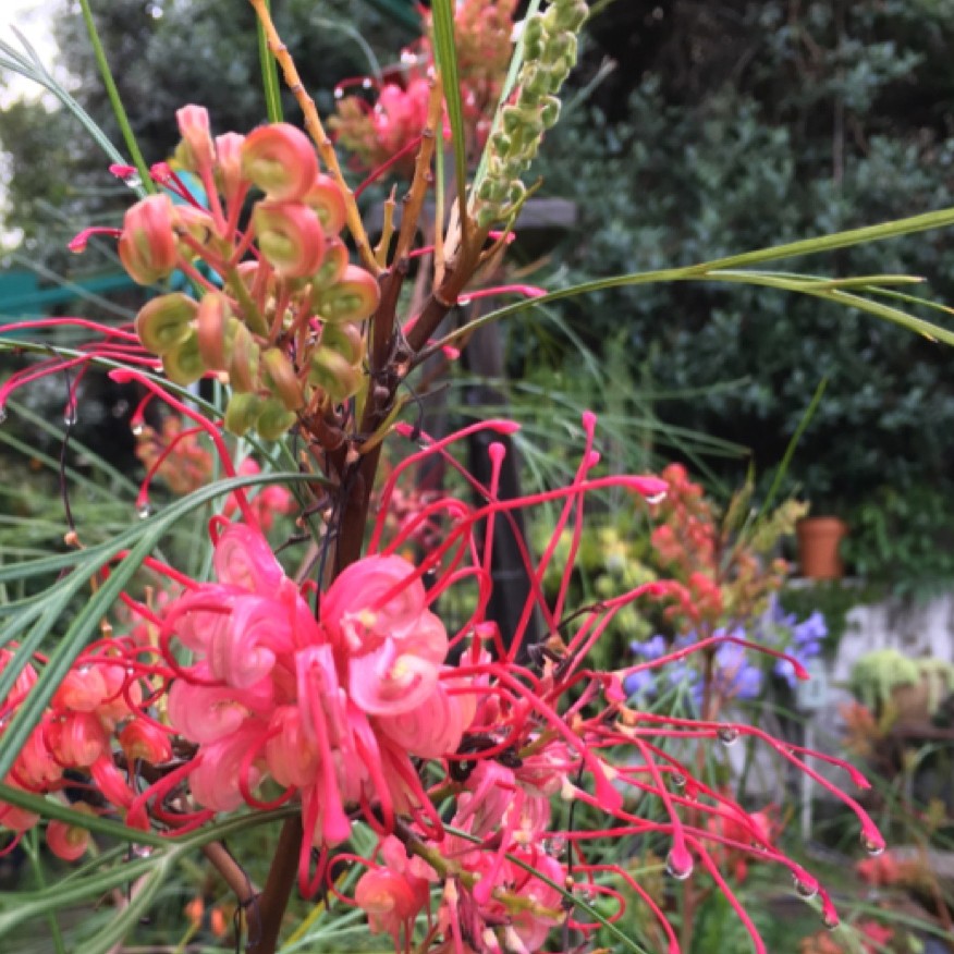 Grevilleen (Grevillea) PictureThis