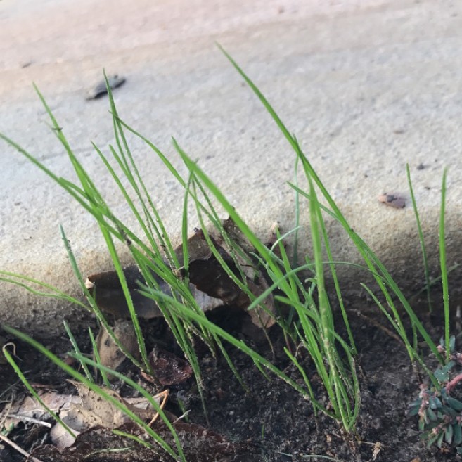 Болотница игольчатая (Eleocharis acicularis) - PictureThis