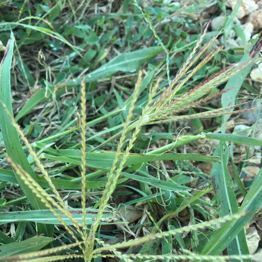 Herbe de moulin à vent (Chloris verticillata) - PictureThis
