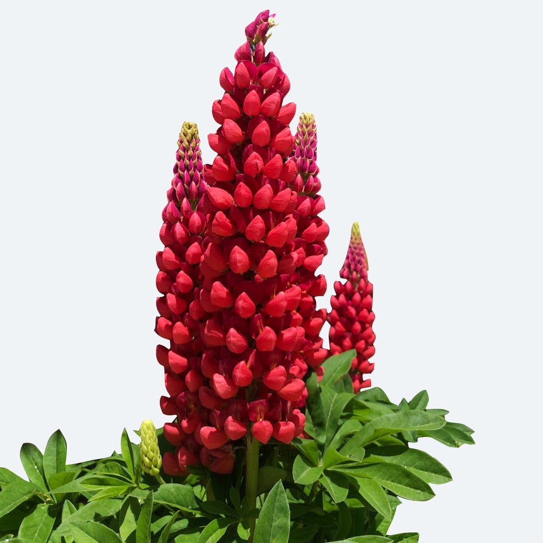 Lupinus ‘Beefeater’ - PictureThis