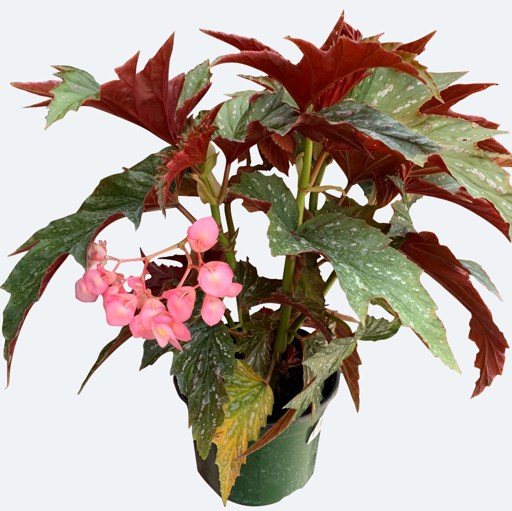 Begonia Flower, Leaf, Care, Uses - PictureThis