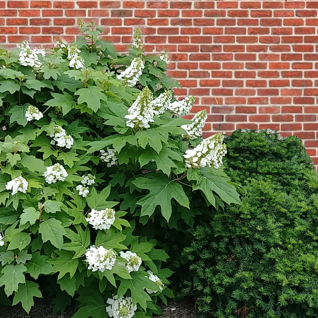Hydrangea quercifolia 'Snow Queen' PictureThis