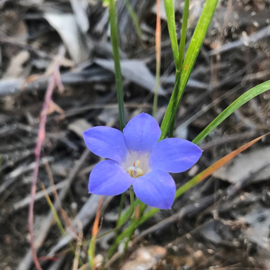Australian Bluebell Wahlenbergia