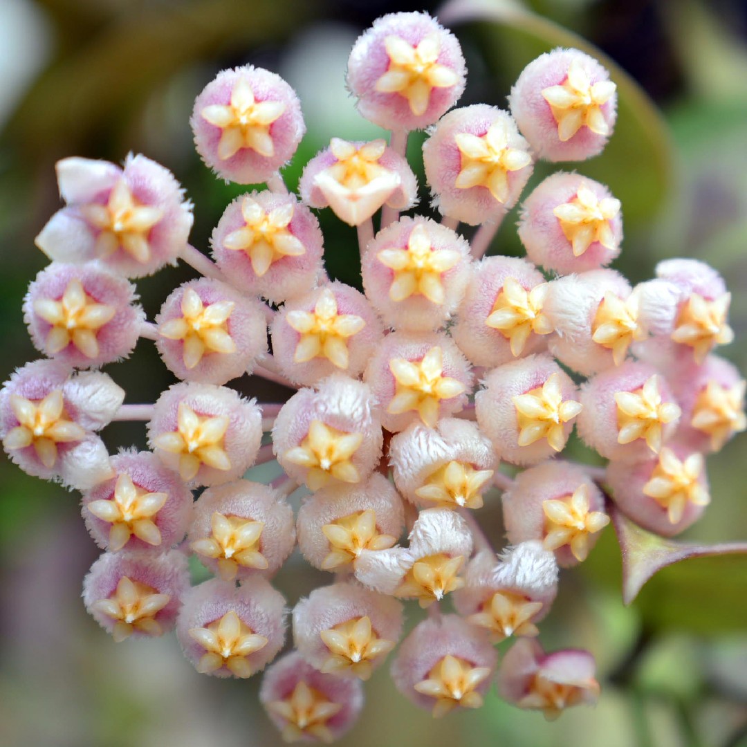 ホヤ・オブスキュラ (Hoya obscura) - PictureThis