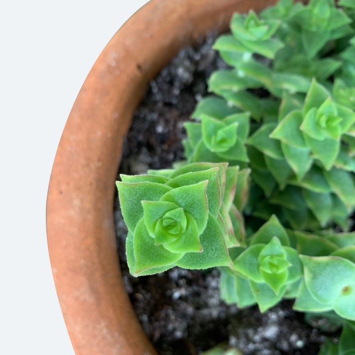 ユキノヨウセイ（雪の妖精） (Crassula socialis) - PictureThis