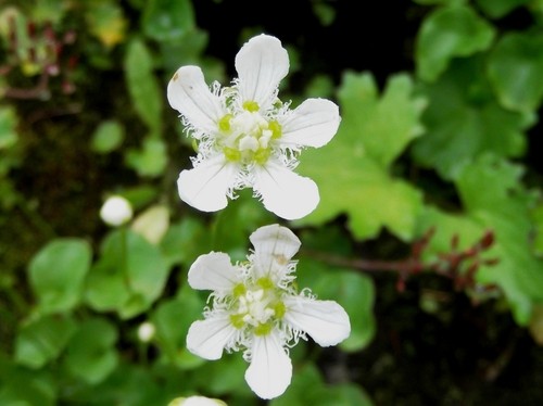 Parnassia Fimbriata 花言葉 学名 よくある質問 Picturethis