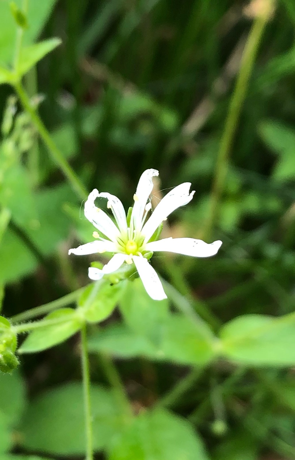 腺毛繁縷 Stellaria Nemorum 照顧 繁殖 開花時間 Picturethis