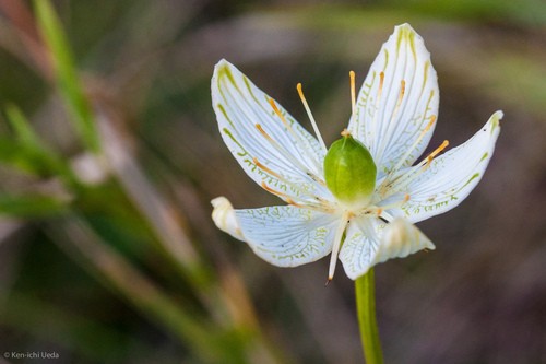 Parnassia Grandifolia 花言葉 学名 よくある質問 Picturethis