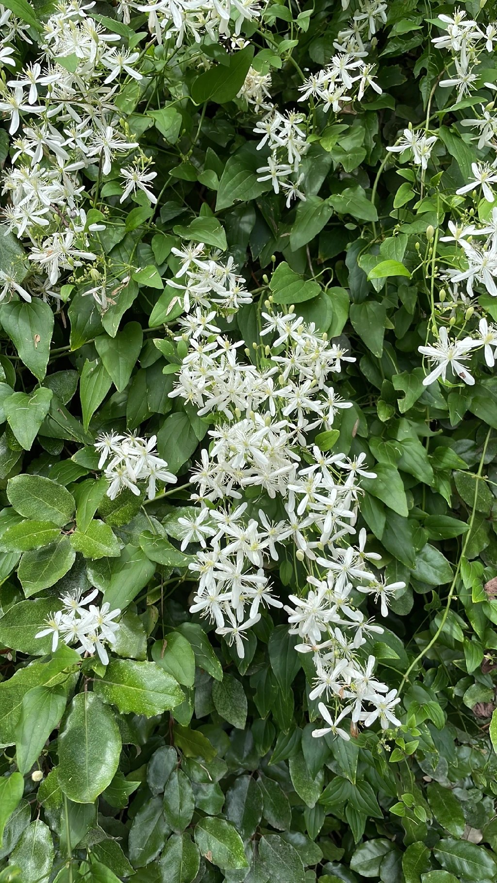 クレマチス・バージニアナの判定方法 (Clematis virginiana)