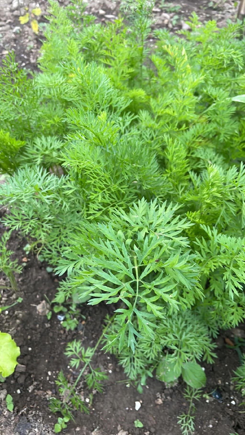How to Grow and Care for Carrot