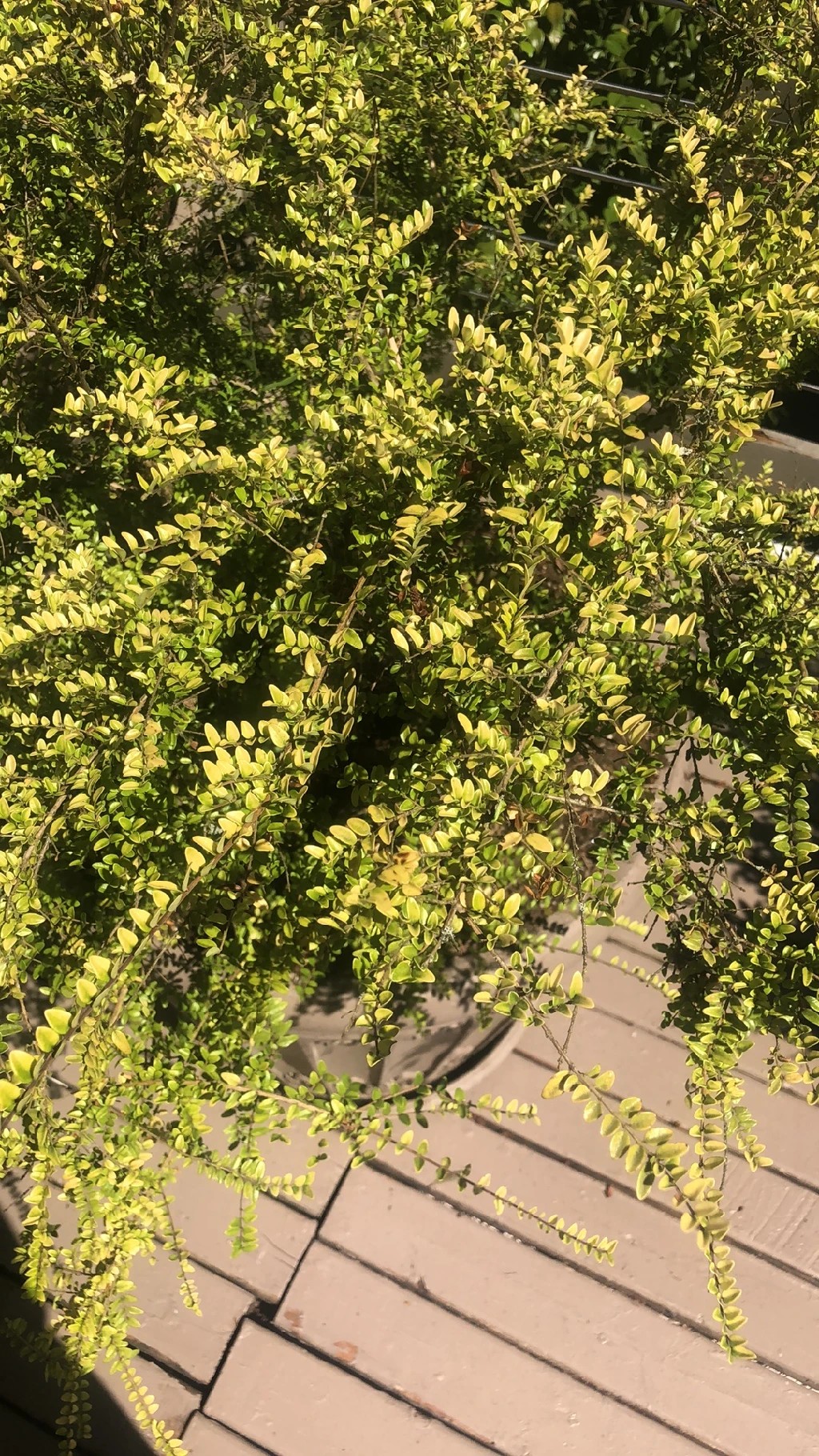 How to identify Boxleaf Honeysuckle (Lonicera ligustrina var. yunnanensis)