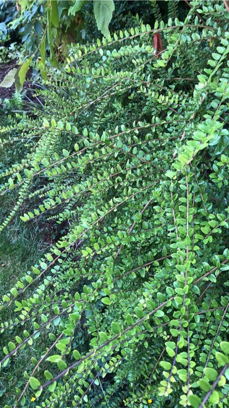 arabica plants Arabica Coffee