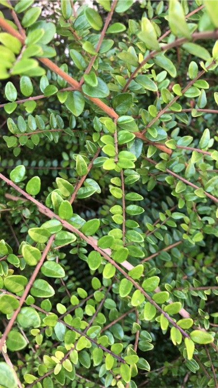 alocasia plant Alocasia 'Blizzard' – Rare Variegated Alocasia Odora Batik main image 0