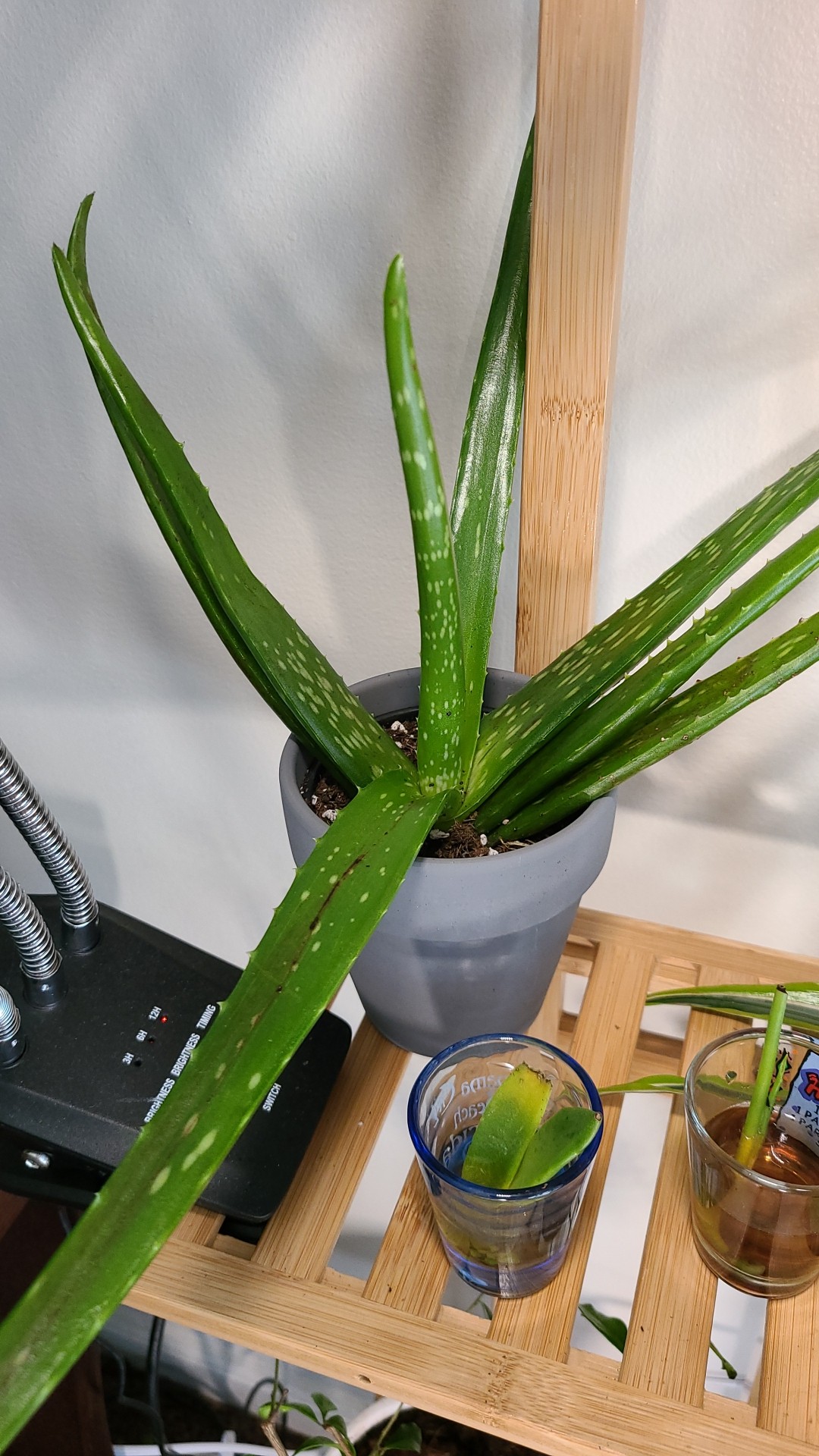 aloe vera direktsaft anwendung Bio Aloe Vera Saft – Natürlicher Vital-Drink für Dich main image 1