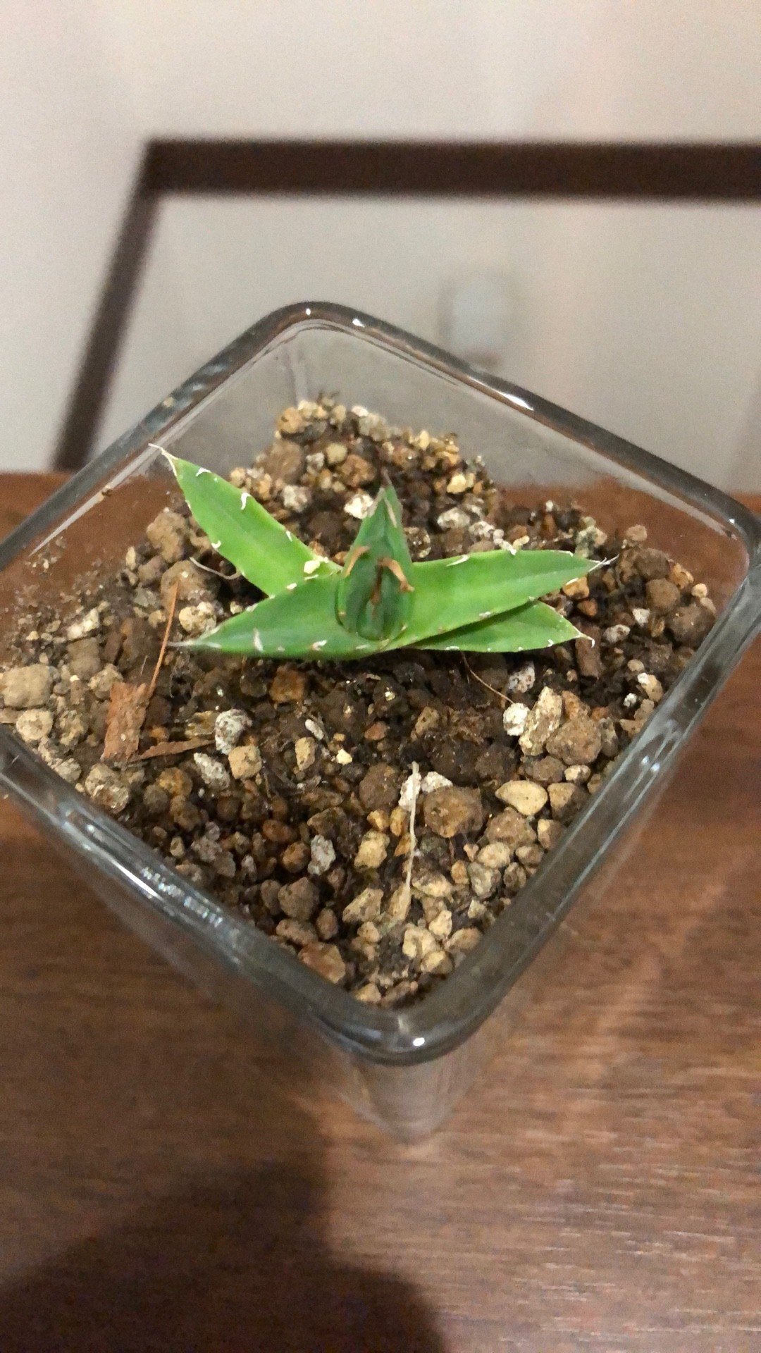 アガベ プミラの判定方法 (Agave pumila)