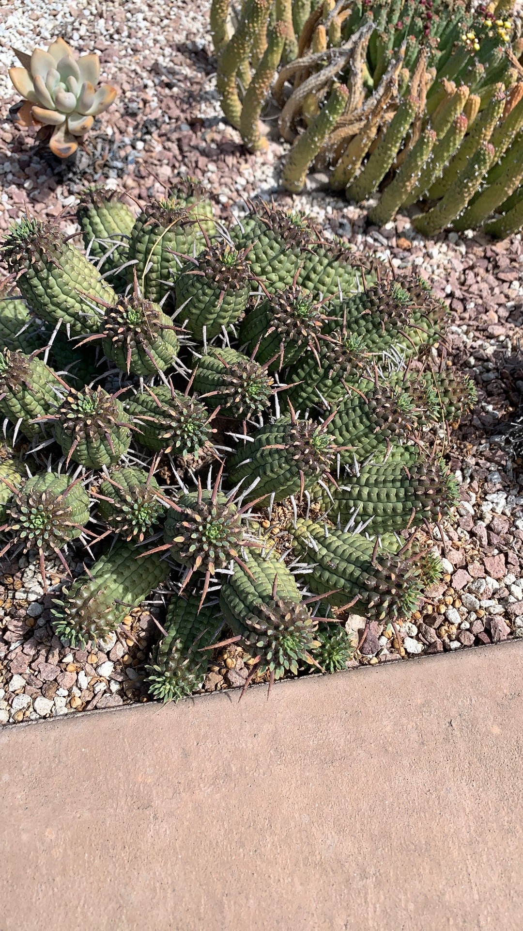 kriechende bibernellrose Bibernellrose kaufen