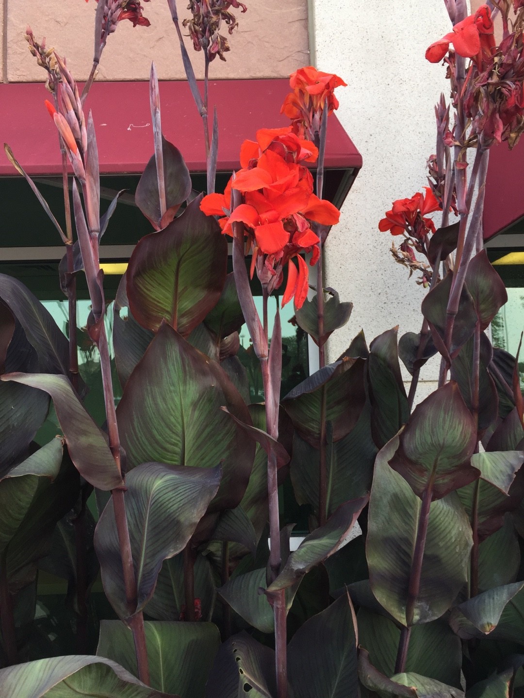 Canna Generalis Australia Canna Generalis Australia Picturethis Canna Generalis Australia Canna Generalis Australia Picturethis