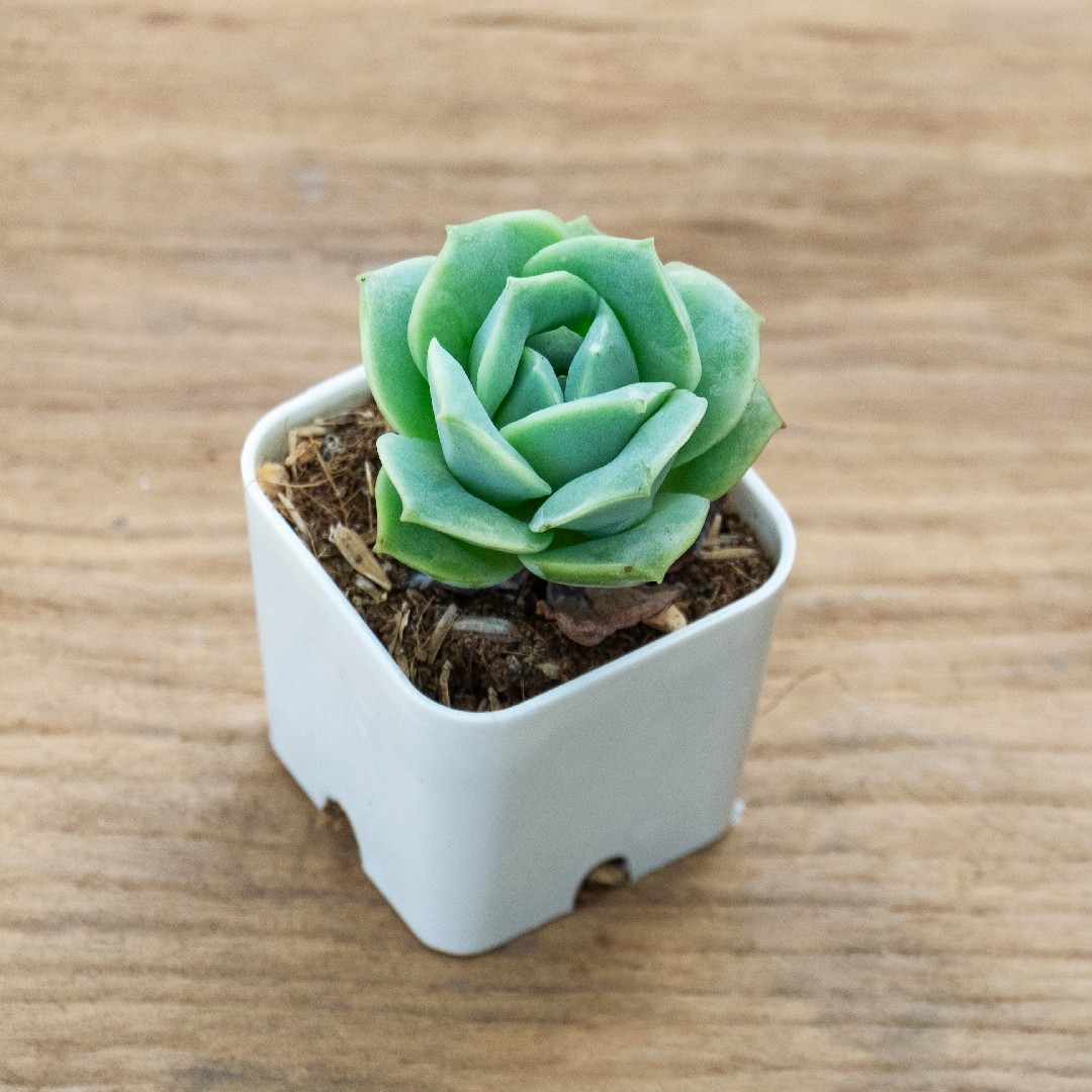 ラブリーローズ (Graptoveria 'Lovely Rose') - PictureThis