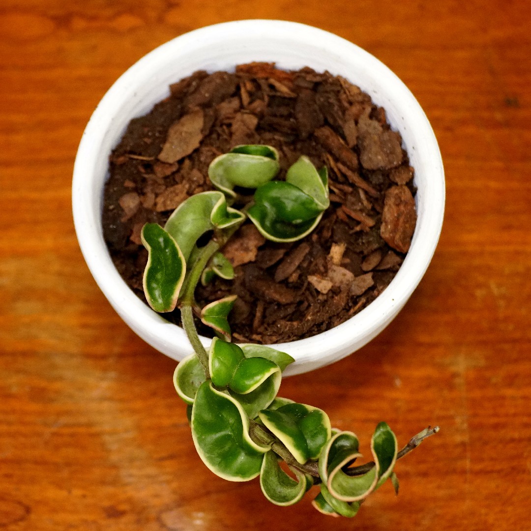 Хойя (Hoya) - PictureThis