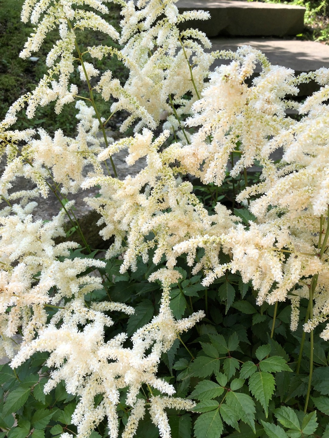 チダケサシ属 Astilbe 花言葉 学名 よくある質問 Picturethis