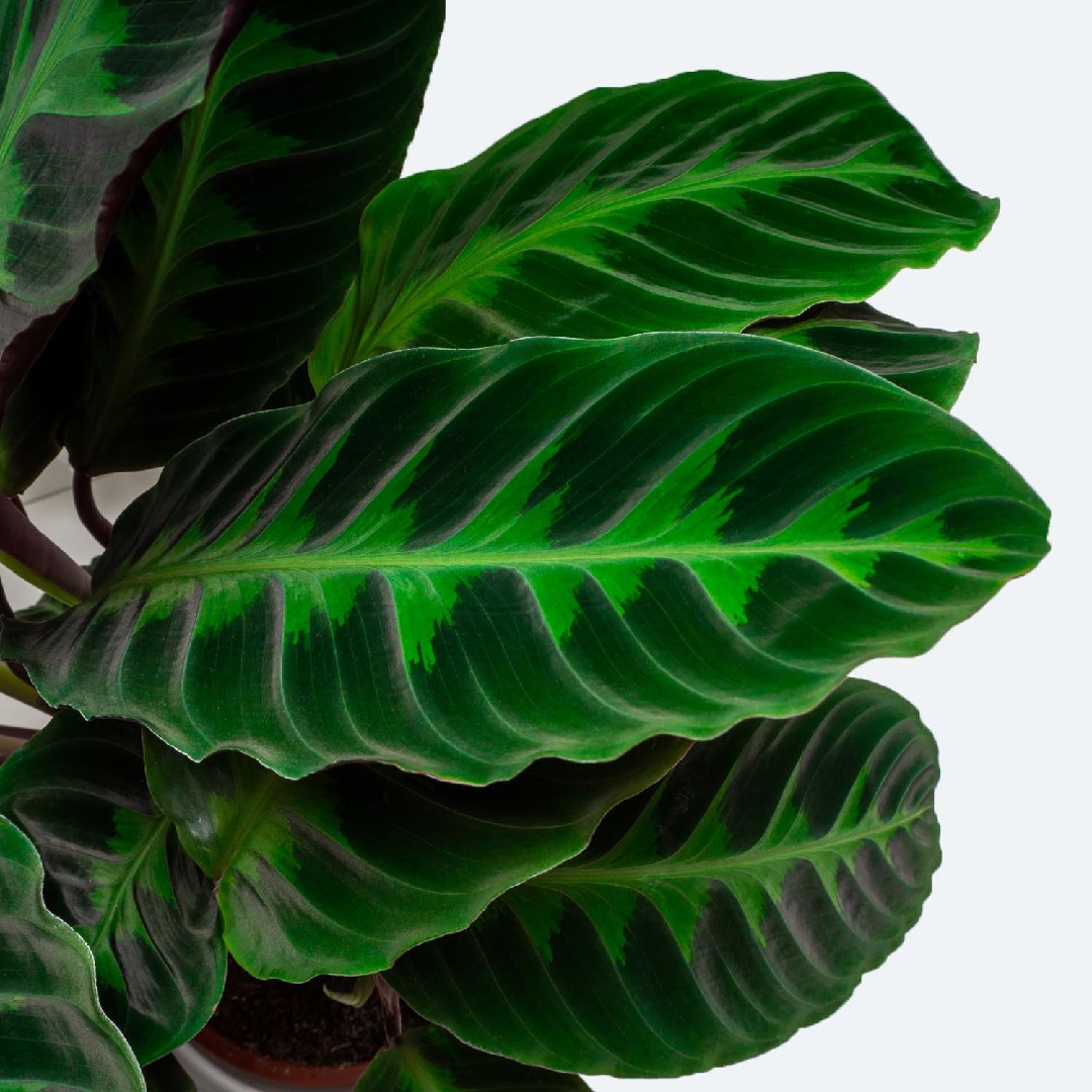 spike dracena Spikes