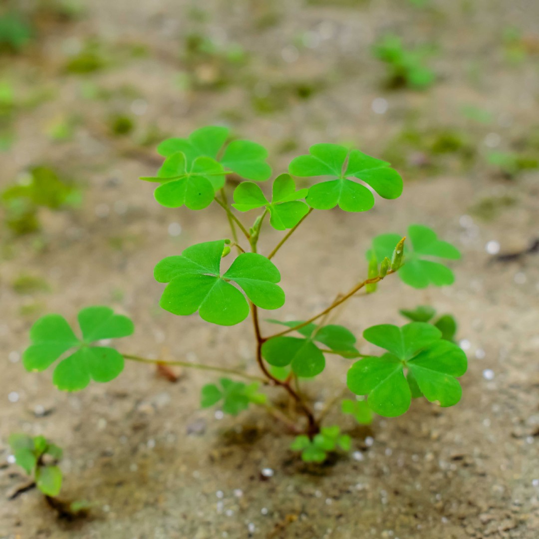 So identifizierst du Roter Glcksklee (Oxalis triangularis)