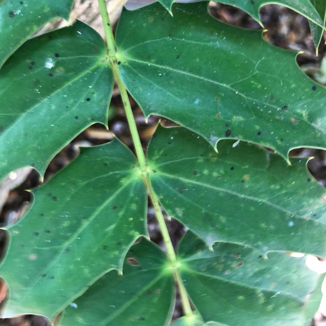 salmon barberry (Berberis) Flower, Leaf, Care, Uses PictureThis