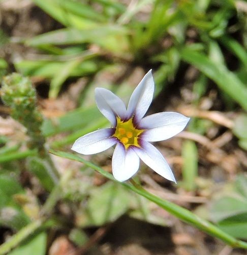 シシリンチウム アルビダム Sisyrinchium Albidum 花言葉 学名 よくある質問 Picturethis