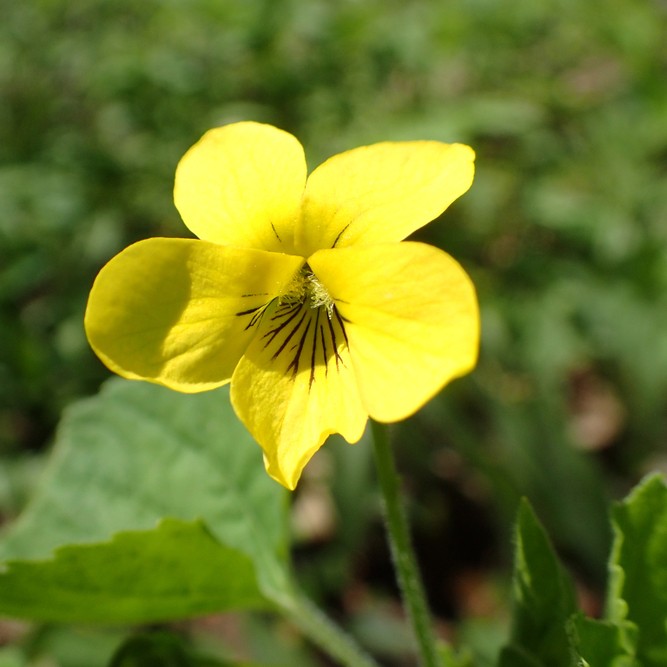 Viola pubescens PictureThis