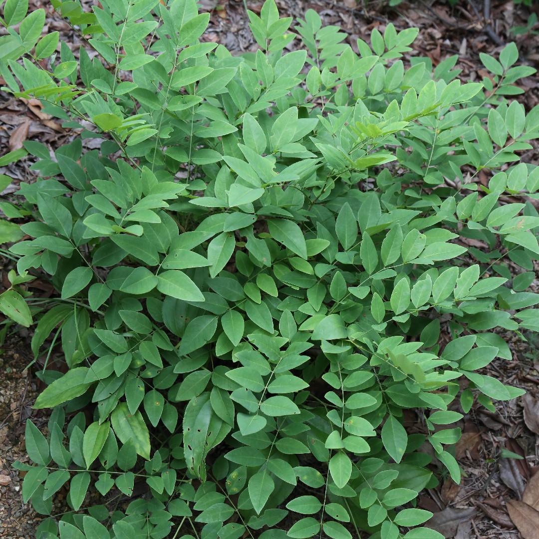 Indigofera (Indigofera)