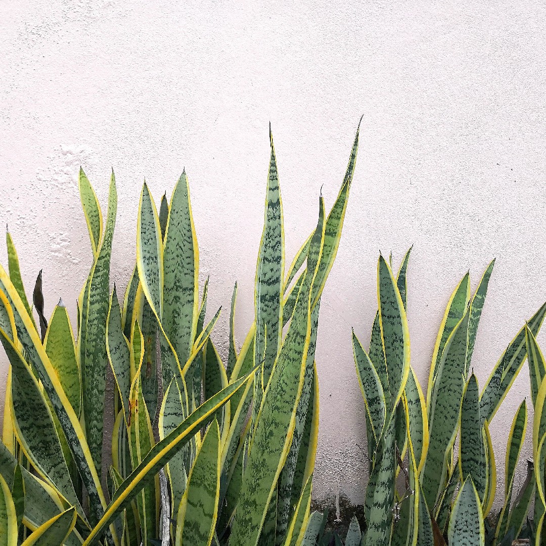 how to propagate pencil cactus Pencil Cactus Plant Care - How to Grow Euphorbia tirucalli