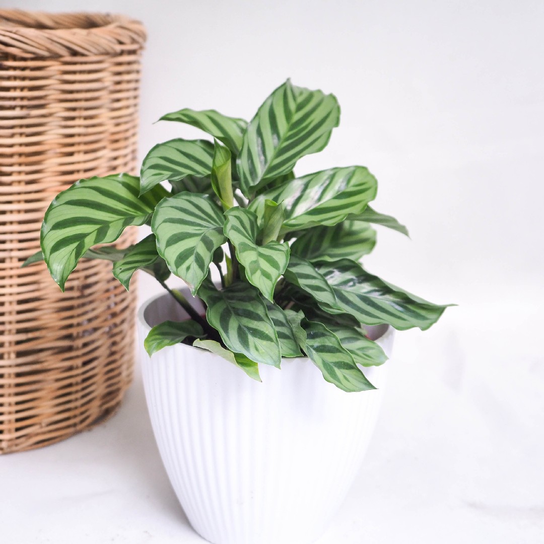 How to Grow and Care for Calatheas 'Freddie'