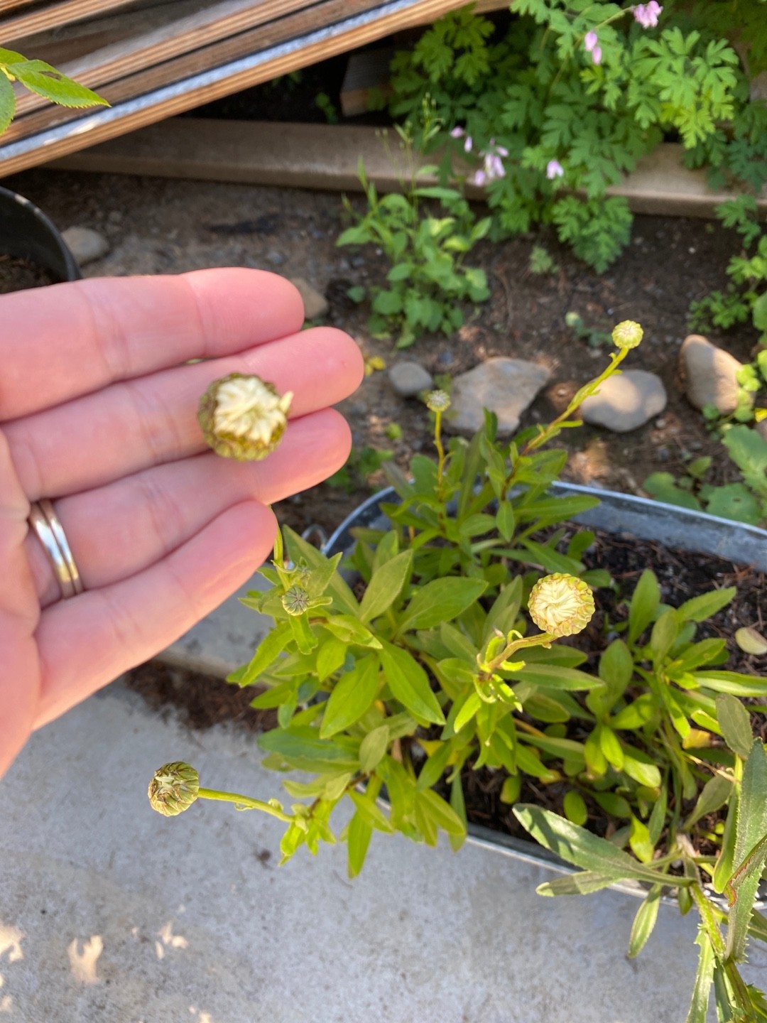 Daisies Care (Watering, Fertilize, Pruning, Propagation) PictureThis