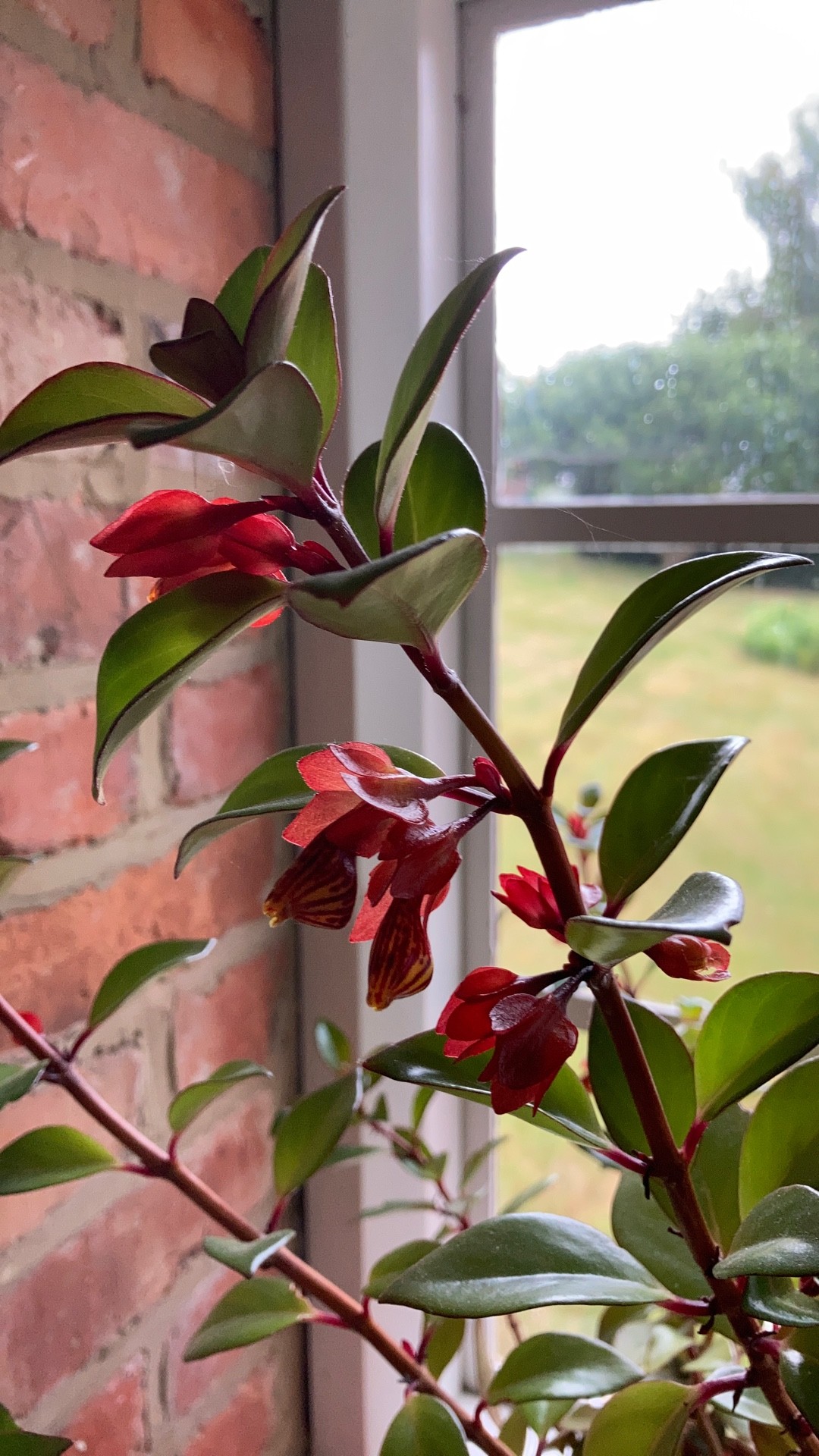 Nematanthus 'Tropicana' PictureThis