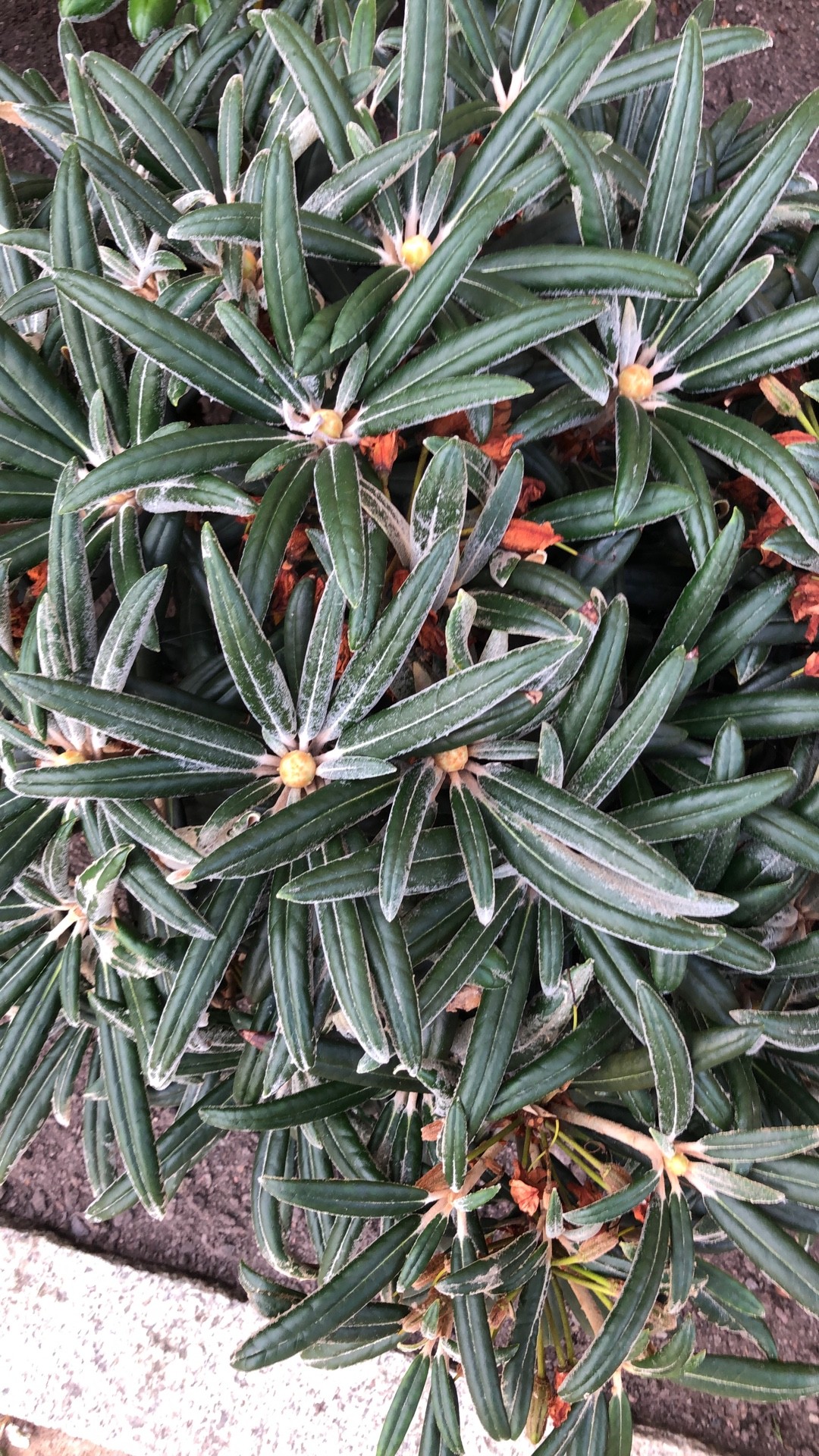 Rhododendron roxieanum var. oreonastes - PictureThis