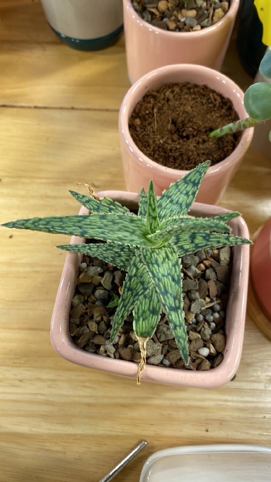 How to Grow and Care for Aloe 'Snowstorm'