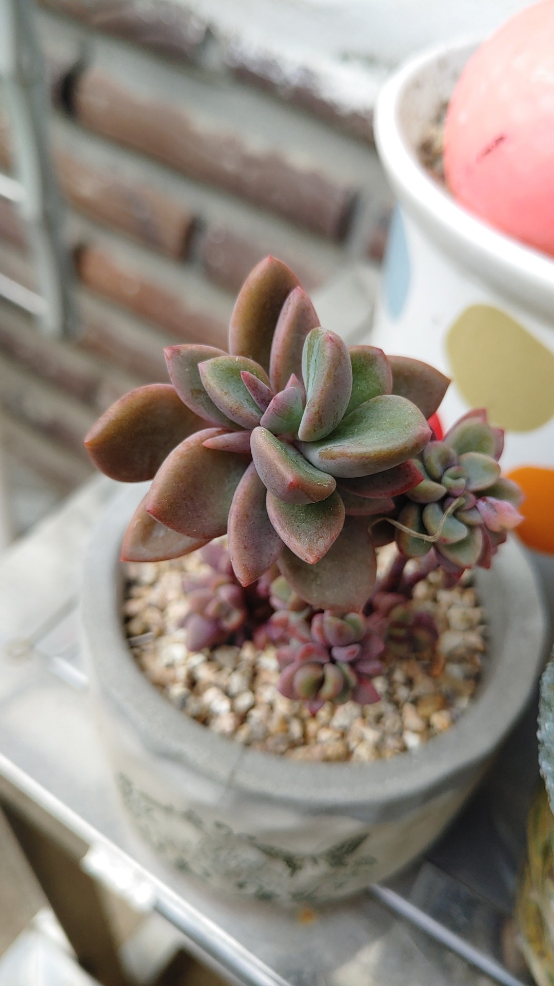 echeveria Leather Switiching Work JKT echeveria Leather Switiching