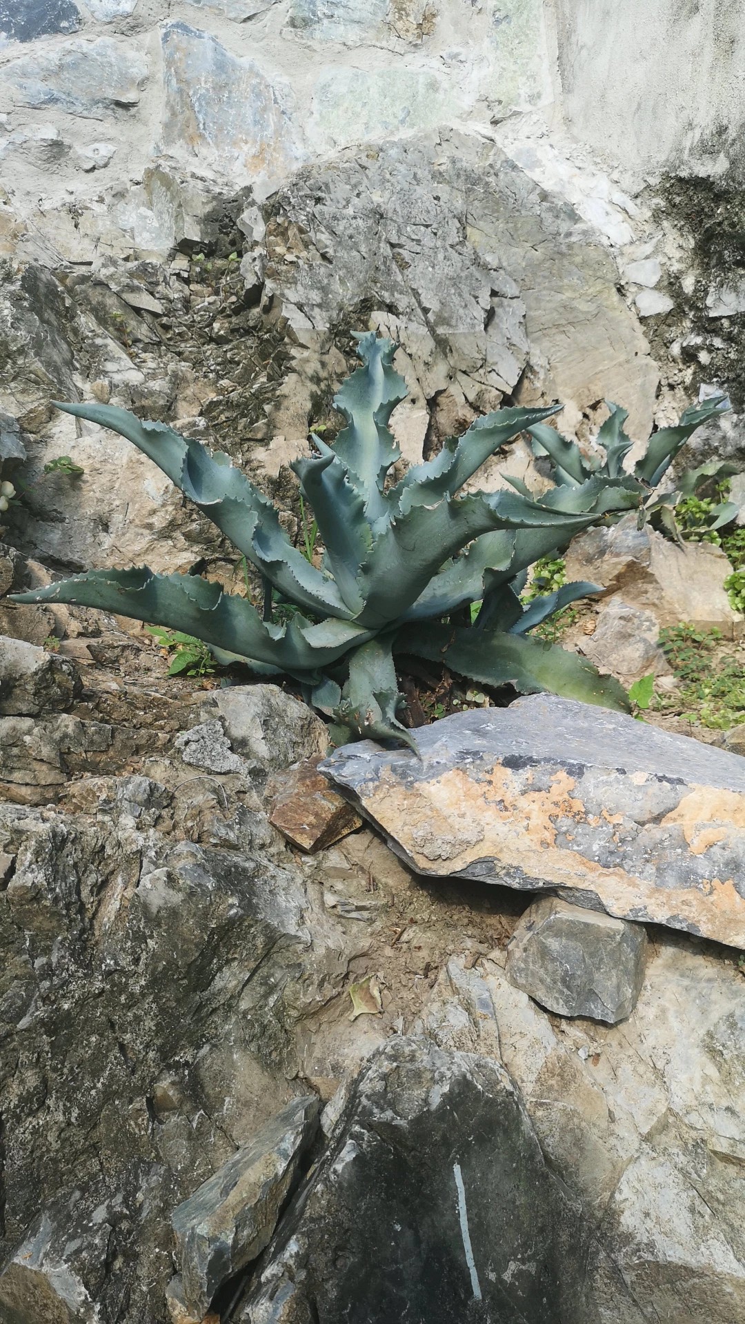 アガベ・ジプソフィラの判定方法 (Agave gypsophila)