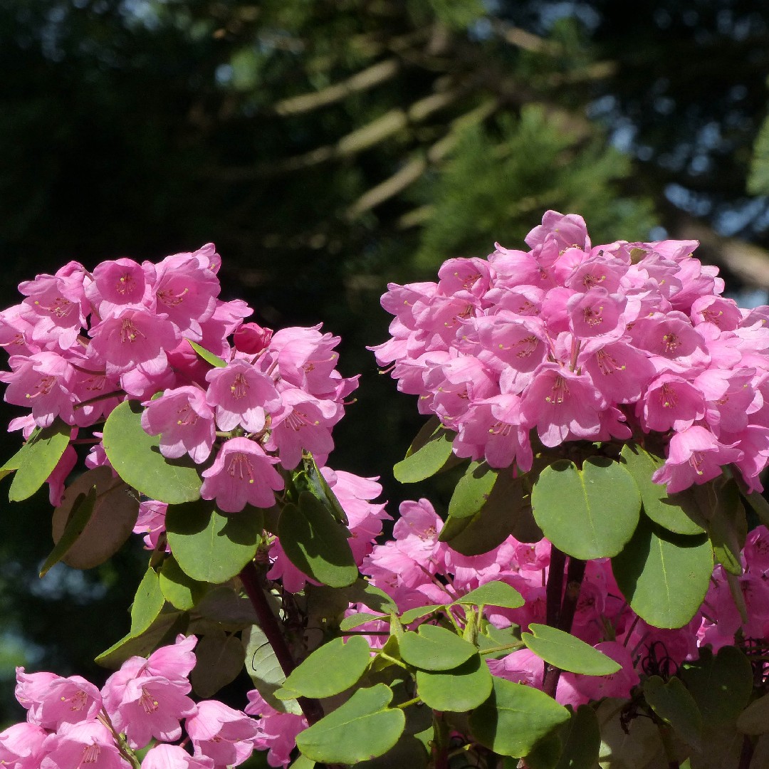 How to Grow and Care for Rhododendron orbiculare