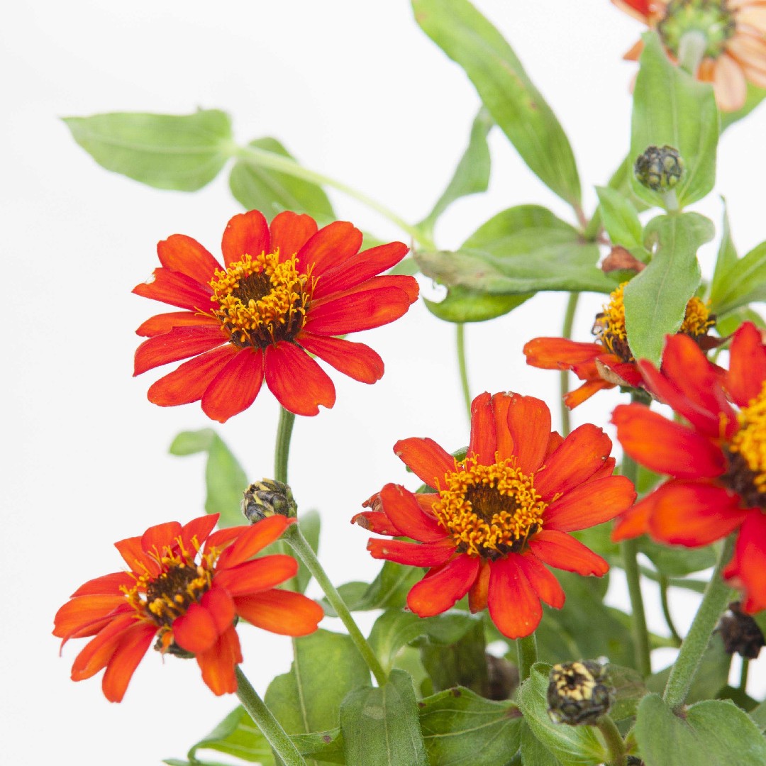 Zínia (Zinnia) - PictureThis, image size:1080x1080